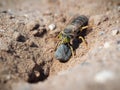 Sand wasp dragging a huge stone Royalty Free Stock Photo