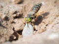 Sand wasp dragging a huge stone Royalty Free Stock Photo
