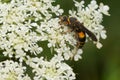 Devious Sand Wasp - Nysson plagiatus