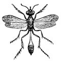 Sand Wasp, vintage illustration