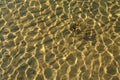 sand and water surface, wildlife of the north