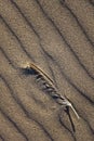 Sand Waves and Feather Background