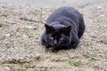 a wonderful feral black cat with green eyes focused and ready to jump