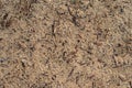 Sand and wood chips background texture