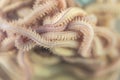 Sand Worm Perinereis sp.for education in laboratory.