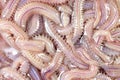 Sand Worm Perinereis sp.for education in laboratory.
