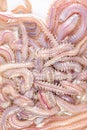 Sand Worm Perinereis sp.for education in laboratory.