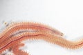 Sand Worm Perinereis sp. is the same species as sea worms Polychaete, Living in a beach. Royalty Free Stock Photo