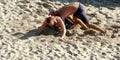 Sand Wrestlers Royalty Free Stock Photo