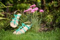 Sandals hanging on a bush, women's shoes