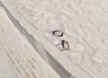 Sandals on sand Royalty Free Stock Photo