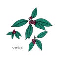 Sandalwood Berry Leaves Sketch, Great Design For Any Purposes. Line Drawing Style. Floral Botanical Flower. Summer