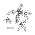 Sandalwood berry leaves sketch, great design for any purposes. Line drawing style. Floral botanical flower. Summer