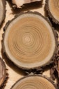 Sandalwood core macro Royalty Free Stock Photo