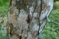 A sandalwood defoliator moth perched on the surface of the coconut trunk covered with lichen