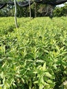 sandalwood nursery plants close up in sri lanka.