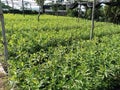 sandalwood nursery plants growing in beragala sri lanka