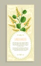 Sandalwood Poster with Herb Vector Illustration Royalty Free Stock Photo