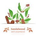 Sandalwood sticks and leaves label. card template with copy space. Card template. essential oil branch. Vector