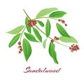 Sandalwood tree branch.