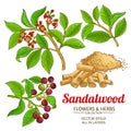 Sandalwood vector set