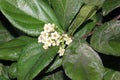 Sandanqua viburnum, Viburnum suspensum