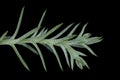 Sandarac Tetraclinis articulata. Closeup of a Shoot with Acicular Leaves Royalty Free Stock Photo