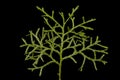 Sandarac Tetraclinis articulata. Closeup of a Shoot with Scale Leaves Royalty Free Stock Photo