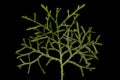 Sandarac Tetraclinis articulata. Closeup of a Shoot with Scale Leaves Royalty Free Stock Photo