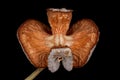 Sandarac Tetraclinis articulata. Empty Seed Cone Closeup Royalty Free Stock Photo