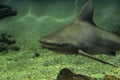 Sandbar shark Royalty Free Stock Photo