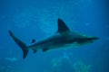 Sandbar shark Carcharhinus plumbeus Royalty Free Stock Photo