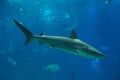 Sandbar shark Carcharhinus plumbeus Royalty Free Stock Photo