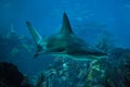 Sandbar shark Carcharhinus plumbeus