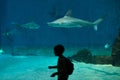 Sandbar shark (Carcharhinus plumbeus).