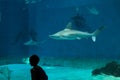 Sandbar shark (Carcharhinus plumbeus).