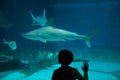 Sandbar shark (Carcharhinus plumbeus).