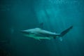 Sandbar shark Carcharhinus plumbeus. Royalty Free Stock Photo