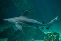 Sandbar shark Carcharhinus plumbeus.