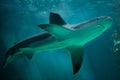 Sandbar shark Carcharhinus plumbeus. Royalty Free Stock Photo