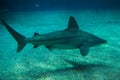 Sandbar shark Carcharhinus plumbeus