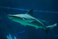 Sandbar shark Carcharhinus plumbeus