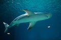Sandbar shark (Carcharhinus plumbeus). Royalty Free Stock Photo