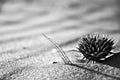 Wind Blasted thistle & leaf in sand Royalty Free Stock Photo