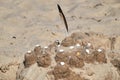 Sandcastle with shells and bird feather