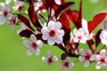 Sandcherry Blossom Royalty Free Stock Photo