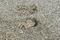 Sandcrab pops out its head from the sand on a beach near the Gulf of Mexico