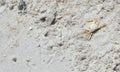 Sandcrabs