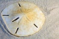 Sanddollar