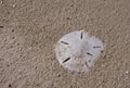 Sanddollar Royalty Free Stock Photo